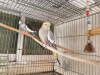 Adult Cockatiel Pair